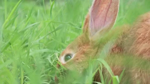 Close-up portrait of Cute adorable red fluffy whiskered bunny ,muzzle sitting on Stock Footage 200238698