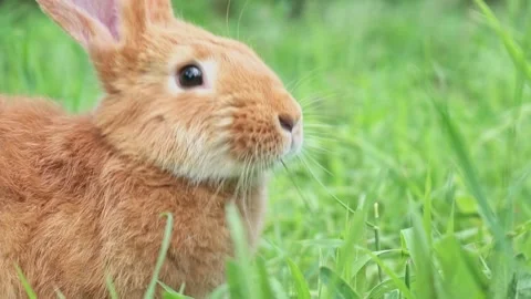 Close-up portrait of Cute adorable red fluffy whiskered bunny ,muzzle sitting on Stock Footage 200239086