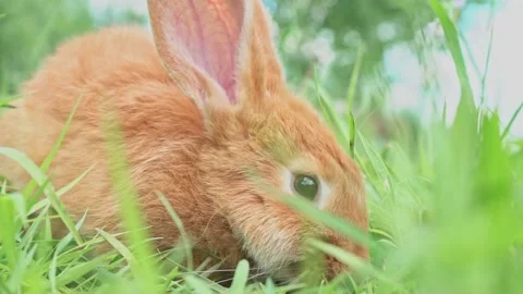 Close-up portrait of Cute adorable red fluffy whiskered bunny ,muzzle sitting on Stock Footage 200870810