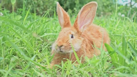 Close-up portrait of Cute adorable red fluffy whiskered bunny ,muzzle sitting on Stock Footage 200994596