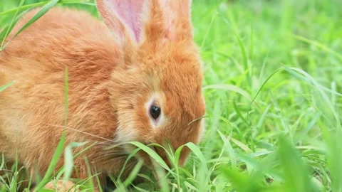 Close-up portrait of Cute adorable red fluffy whiskered bunny ,muzzle sitting on Video stock 201153512