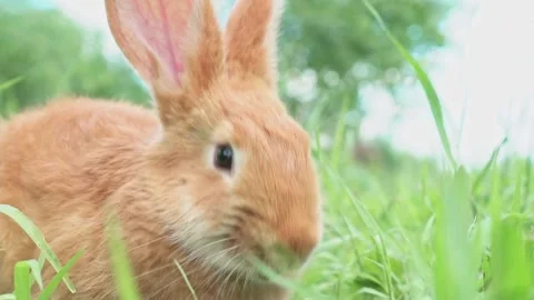 Close-up portrait of Cute adorable red fluffy whiskered bunny ,muzzle sitting on Stock Footage 201153729