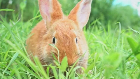 Close-up portrait of Cute adorable red fluffy whiskered bunny ,muzzle sitting on Stock Footage 201153953
