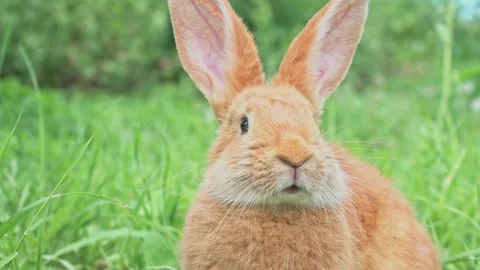 Close-up portrait of Cute adorable red fluffy whiskered bunny ,muzzle sitting on Video stock 201983559