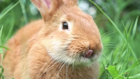 Close-up portrait of Cute adorable red fluffy whiskered bunny ,muzzle sitting on Video stock 202109916