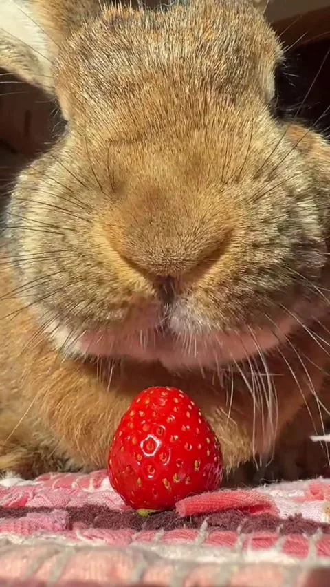 Close-up portrait of a cute brown rabbit eating a fresh red strawberry Video stock 344922023