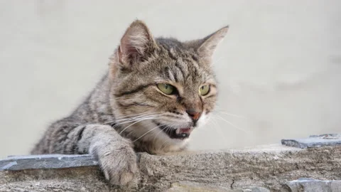 Close up portrait of cute charming gray cat lying on stone border. 動画素材 218104884