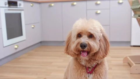A close-up portrait of a cute curly brown doodle dog at home in a warm, coz.. Stock Footage 346122132