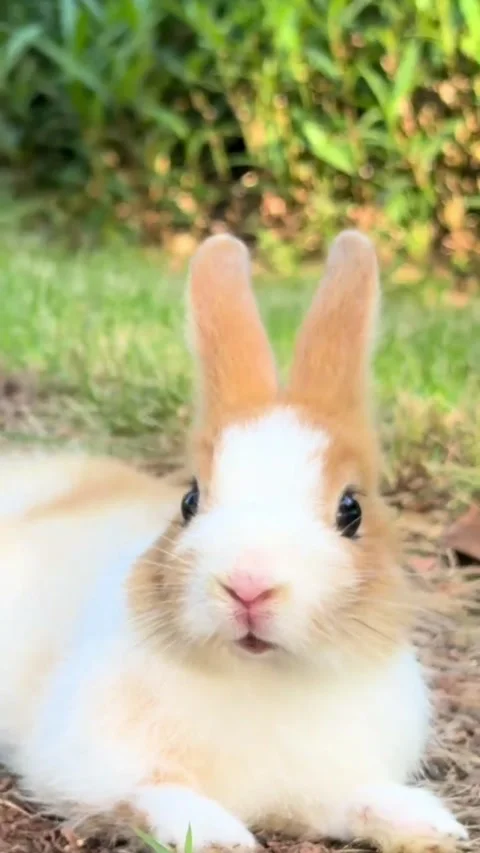 Close-up portrait of a cute fluffy rabbit in the grass Stock Footage 346776198