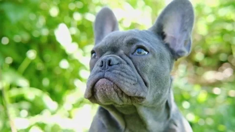 Close up portrait cute funny grey french bulldog lying at field sticking tongue Stock-Footage 282083539