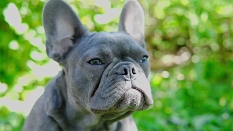 Close up portrait cute funny grey french bulldog lying at field sticking tongue Stock Footage 282083560
