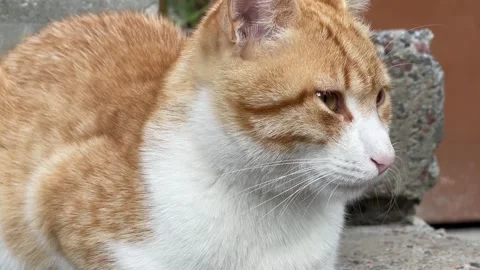 Close-Up Portrait of a Cute Ginger and White Cat Outdoors Vidéo 340291191