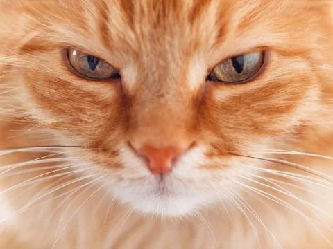 Close up portrait of cute ginger cat. Fluffy pet is staring in camera. Stock Photos