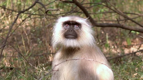 Close up portrait of Cute Indian common Gray langurmonkey ape looking around  Stock Footage 258854497