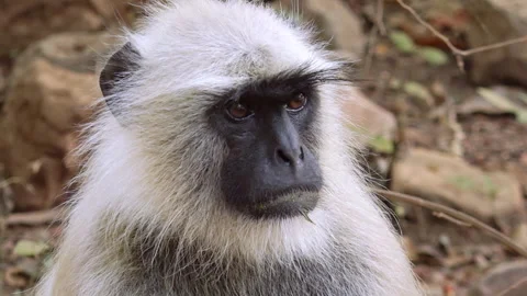 Close up portrait of Cute Indian common Gray langurmonkey ape looking around  Stock Footage 258854587