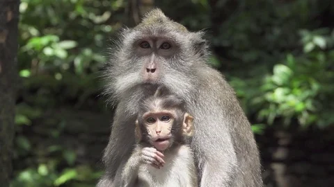 CLOSE UP: Portrait of cute infant and mother monkey in sunny lush green jungle Stock Footage 79303901