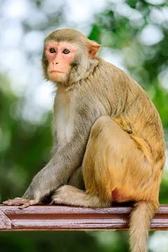 Close up portrait of a cute monkey. Stock Photos
