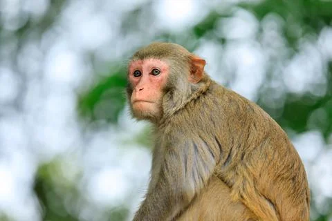 Close up portrait of a cute monkey. Stock Photos