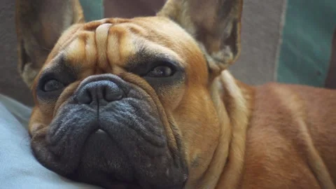 Close portrait cute muzzle french bulldog slow motion lies pillow pedigree dog Video stock 143193170