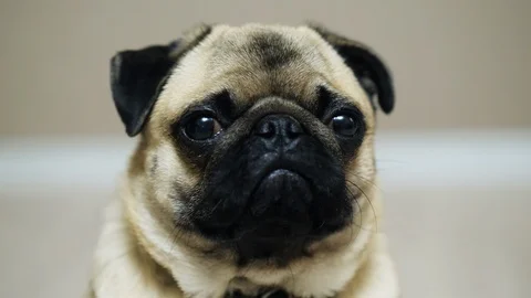 Close-up portrait of cute pug dog looking at camera Stock Footage 99080254