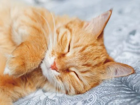 Close up portrait of cute sleeping cat. Fluffy ginger pet has a nap in bed. C Stock Photos
