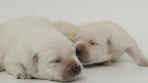 Close up portrait cute small Newborn yellow labrador puppies dog on white Stock Footage 276385072