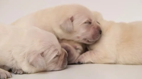 Close up portrait cute small Newborn yellow labrador puppies dog on white Stock Footage 276385086