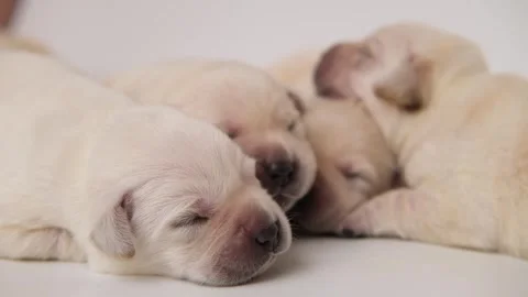 Close up portrait cute small Newborn yellow labrador puppies dog on white Stock Footage 276389258
