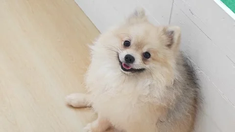 Close up portrait of a cute smiling cream Pomeranian dog looking up.3 Stock Footage 343095013
