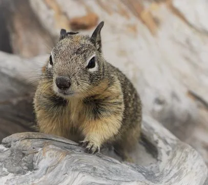 Close-up portrait of a cute squirrel on a log at the beach. Stock Photos