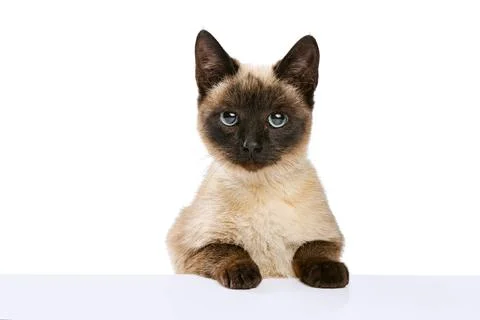 Close-up portrait of cute Thai cat with blue eyes looking at camera isolated on Stock Photos
