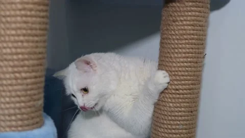 Close-up portrait of a cute white cat. Stock Footage 151320609