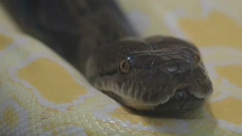 Close-up portrait of dark python head resting on white albino snake Stockbeeldmateriaal 221583906