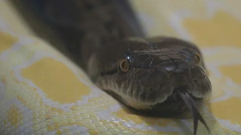 Close-up portrait of dark python head resting on white albino snake 스톡 사진