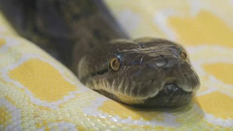 Close-up portrait of dark python head resting on white albino snake 스톡 사진