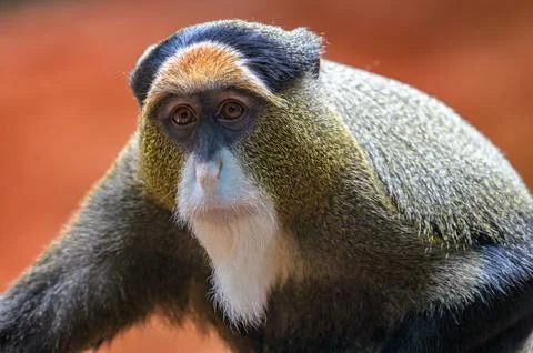 Close-Up Portrait of De Brazza's Monkey Foto stock