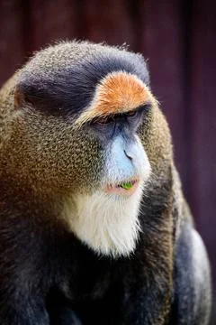 Close up portrait of a De Brazza's monkey eating a green leaf at Bratislava Z Stock Photos