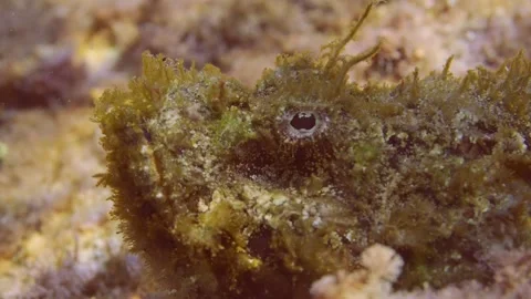 Close-up portrait of Devil Scorpionfish lies on seabed in bright sunrays Stock Footage 243739612