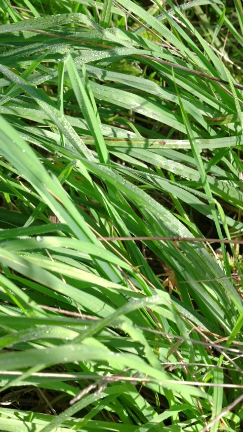Close-up portrait of dew-covered green grass blades with shifting highlights and Stock Footage 345677316