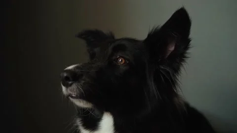 Close up portrait of dog. border collie in the dark room Stock Footage 158102783