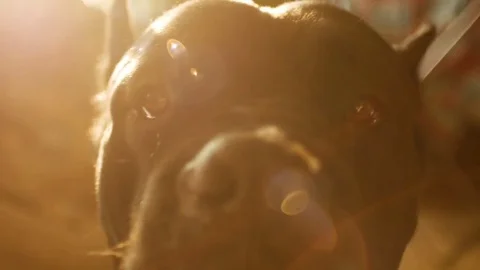 Close up Portrait a Dog Cane Corso with beautiful sun flare Vídeos de archivo 74496689