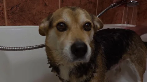 Close up portrait of dog during bath time at home. Stock Footage 337561532