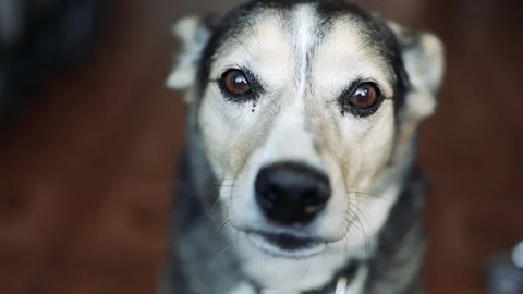 Close-up portrait of a dog looking at the camera at home. Stock Footage 136042799