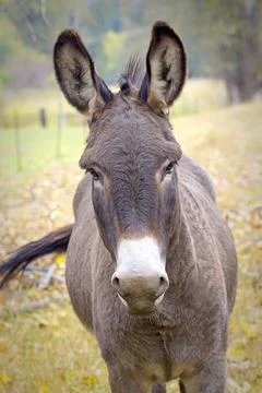 Close up portrait of a donkey. Stock Photos