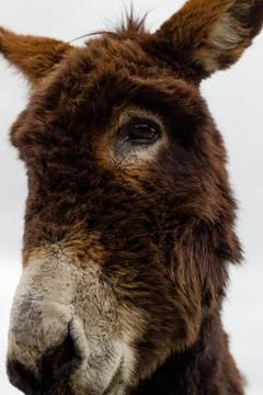 Close-up portrait of a donkey staring into a camera Stock Photos
