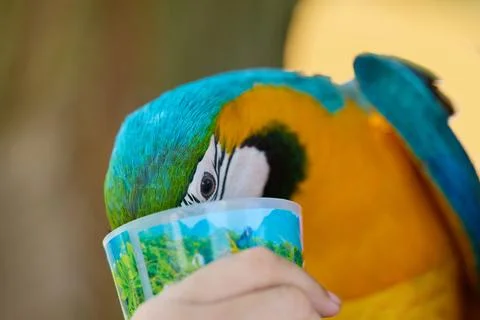Close up portrait of a drinking vibrant blue and yellow macaw outdoors Stock Photos
