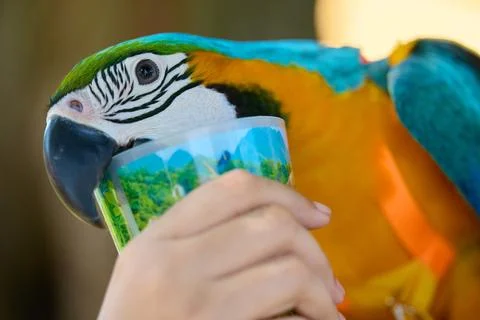 Close up portrait of a drinking vibrant blue and yellow macaw outdoors Stock Photos