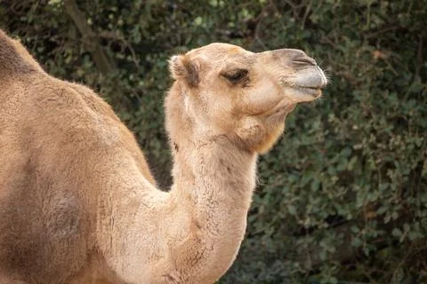 Close up portrait of a dromedary Fotos Stock