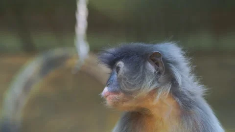 Close-up portrait of a dusky leaf monkey looking up with a curious expressi.. Stock Footage 331061455