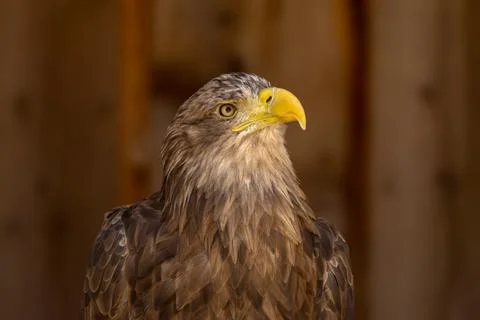 Close portrait of an eagle head isolated background Stock-Fotos
